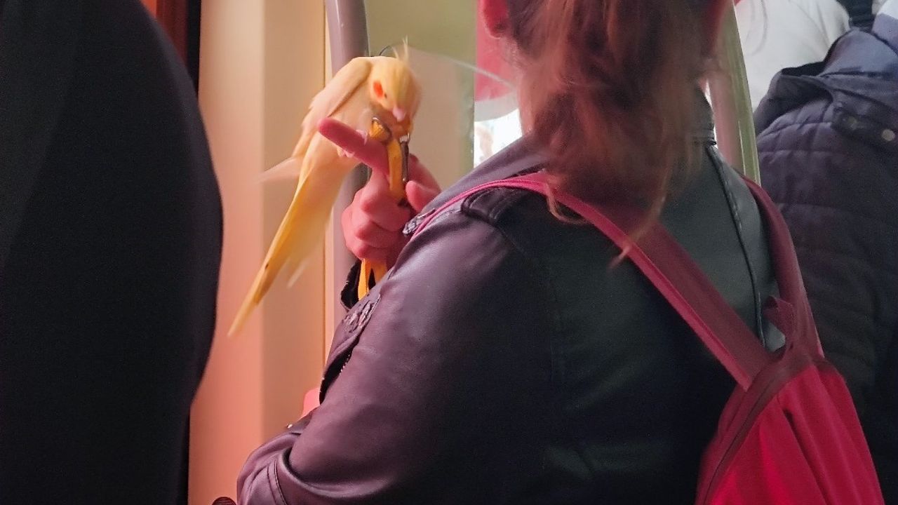 Eskişehir’de tramvayda kuş ile yolcunun iç ısıtan görüntüsü