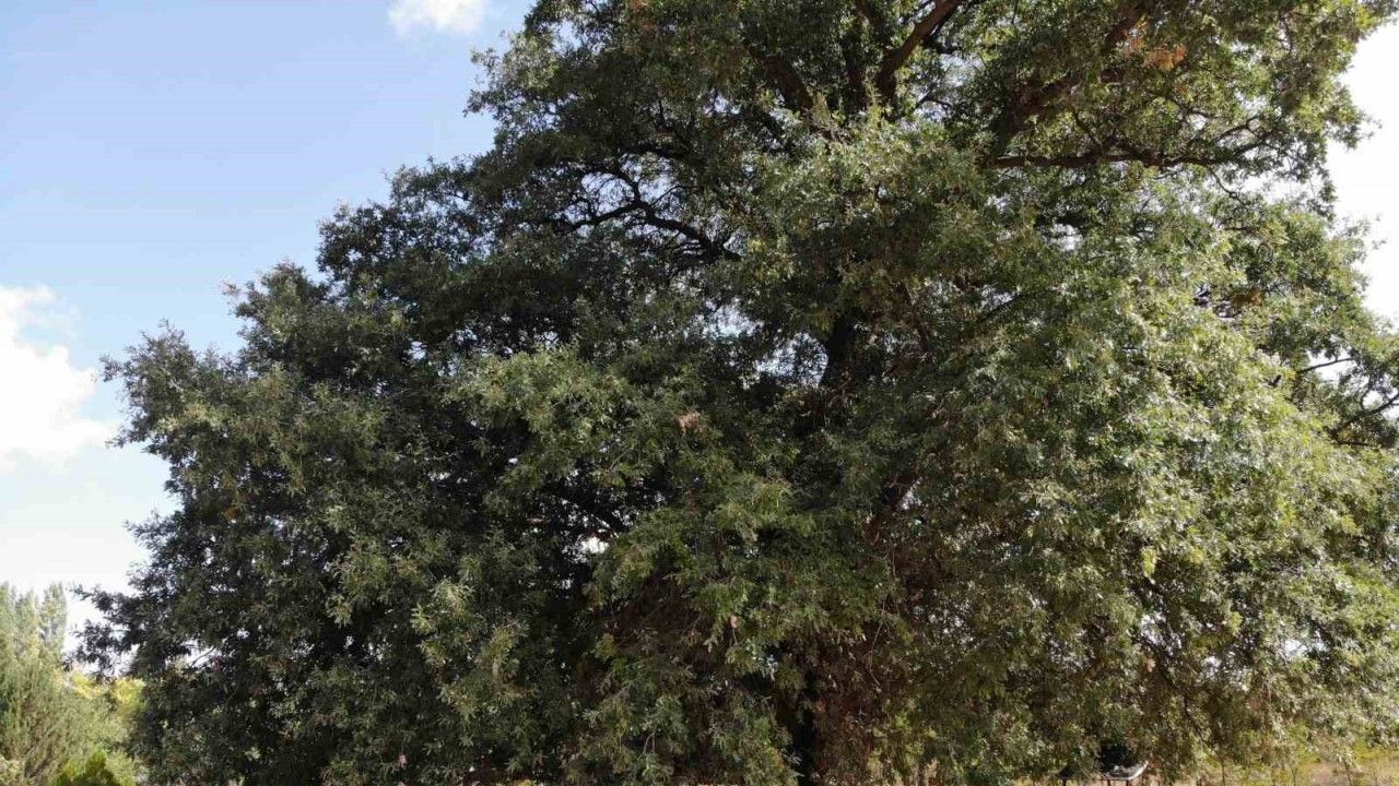 700 yıllık meşe ağacı tescillendi
