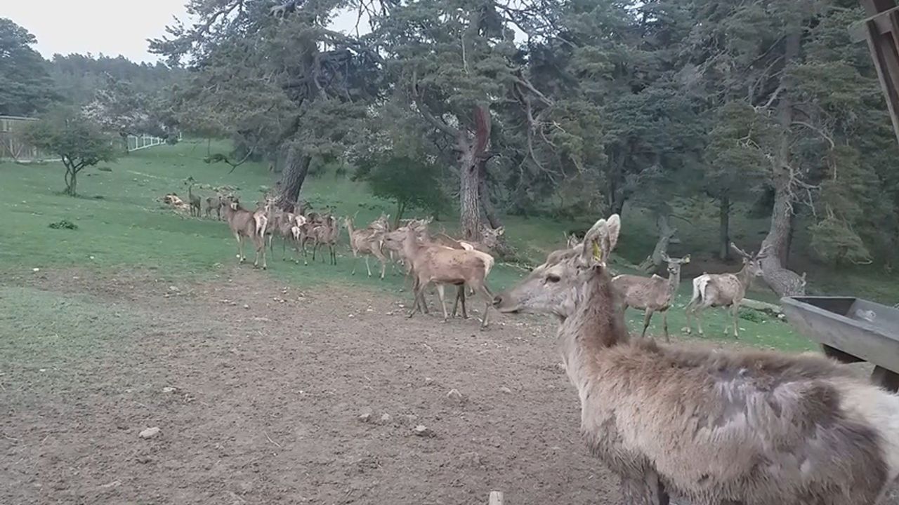 Kızıl geyikler doğaya geri dönüyor