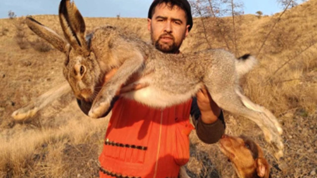 Çorum'da görenleri hayrete düşüren av: 7 kiloluk tavşan yakalandı