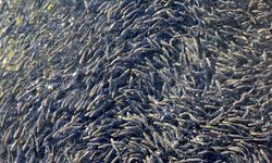 Cumhuriyetin 100. yılında 100 milyon yavru balık kaynaklara bırakılacak