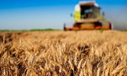Antalya Büyükşehir Belediyesi'nden çiftçiye tohumluk buğday desteği