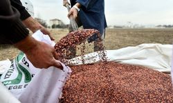 Çorumlu çiftçilere ücretsiz tohum desteği
