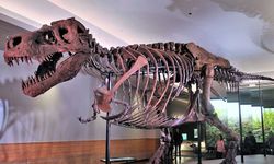 67 milyon yaşındaki dinozor iskeleti 6,2 milyon dolara satıldı