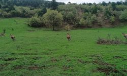Osmancık’ta 4 kızıl geyik doğaya bırakıldı