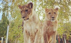 Hayvanat Bahçesi'nde 4 yaşındaki çocuğa aslan saldırdı