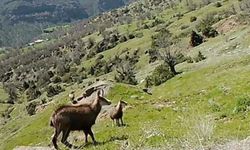 Nadir görülen Çengel Boynuzlu Dağ Keçileri fotokapanla görüntülendi