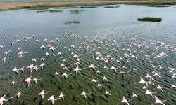 Eber Gölü'nün Yeni Misafirleri: Flamingolar