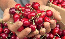Tokat'ta yaz meyveleri tezgahlarda: Yerli kiraz 30 liradan satışta