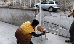 Belediye ekipleri, okul bahçesinde sıkışan köpeği kurtardı