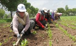 Erzincan'da kadın tarım işçilerinin mücadelesi: Günlük 300 lira yevmiye ile çalışıyorlar