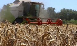 Hasat döneminde buğday veriminde yüzde 10 artış bekliyor