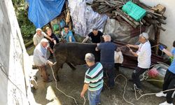 Rize'de kurbanlık boğa sahibini yaraladı