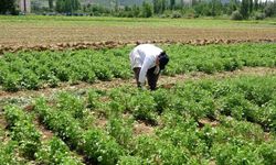 Tokat'ta anason üretimi için bilimsel araştırmalar başladı