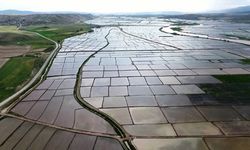 Pirinç üretim merkezi Osmancık'ta çeltik ekimi dronlarla yapılıyor