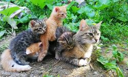 Kedi anneliği: Kendi yavrularıyla birlikte 2 yetimi büyütüyor