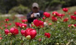Spil Dağı Milli Parkı, eşsiz Şakayık çiçeğiyle ziyaretçilerini büyülüyor