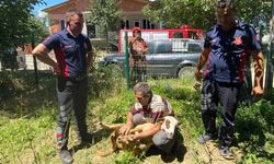 Tokat'ta sahibinin elinden kaçan koyun bakın nerde yakalandı