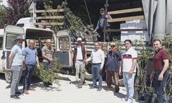 Çorum'da bin Trabzon Hurması fidanı üreticilere dağıtıldı