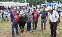 "42. Kafkasör Kültür, Turizm ve Sanat Festivali" boğa güreşleriyle devam ediyor