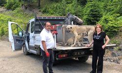 Kastamonu'da yaylada terk edilen sahipsiz köpekler korumaya alındı