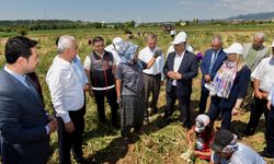 Vali Çakır ile milletvekilleri, Taşköprü'de tarlada sarımsak hasadı yaptı