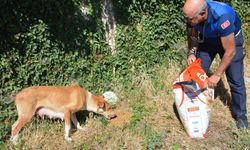 Zile Belediyesinden sahipsiz hayvanlara mama ve su yardımı
