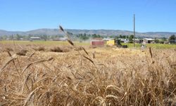 Zile'de ata tohumundan üretilen buğdayın hasadı yapıldı