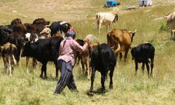 Hayvancılık sektörüne dev destek: Çoban haritası çıkartılıyor
