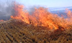 Çorum'da yangın tarım alanlarını yok etti: 60 dönüm buğday tarlası kül oldu