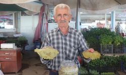 Tokat'ın meşhur bağ yaprağı fiyatları tavan yaptı!