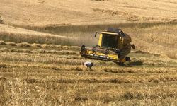 Laçin'de hasat sezonu başladı: Biçerdöver kontrollerine start verildi
