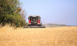 Buğdayda bu yıl yaklaşık 20,5 milyon ton üretim bekleniyor