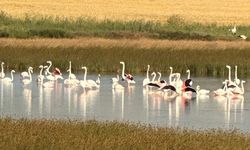 Çorum'un renkli misafirleri: İlk kez flamingolar görüntülendi