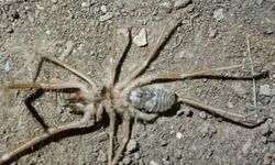 Elazığ'da insanı öldürebilen 'Et yiyen örümcek' görüntülendi