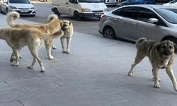 Valilik açıkladı: İstanbul'da sokak köpekleri toplanacak!