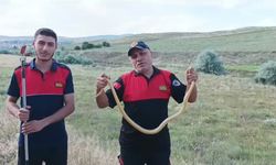 Sungurlu'da yılan paniği: Kur'an Kursu bahçesinde 1.5 metrelik yılan yakalandı