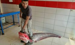 Almus Barajı Gölü'nde boyu 2 metreyi bulan yayın balığı yakalandı