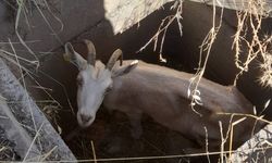 Amasya'da kuyuda mahsur kalan keçiyi itfaiye kurtardı
