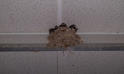 Çorum'da cami tuvaletinin girişine yuva yapan kuşlar için önlem