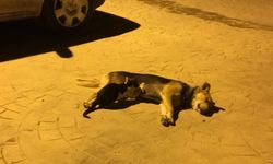Düzce'de köpeğin 2 kedi yavrusunu emzirmesi cep telefonu kamerasına yansıdı