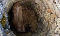Karabük'te 4 gün kuyuda mahsur kalan büyükbaş hayvan kurtarıldı
