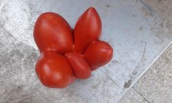 Çorum'un ilginç domatesi: 5 parmaklı domates görenleri şaşkına çevirdi