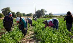 Çorum’da domates hasadı başladı!