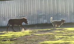 Fenomen eşek: Köpeği kovalayan eşeğin videoları viral oldu!