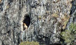 Karaman'da nadir görülen bir güzellik: Mısır akbabası