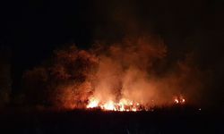 Çorum'da anız yangını felaketi: Yüzlerce ağaç kül oldu!