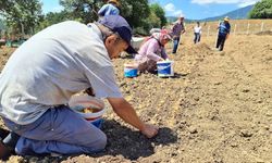 Bir kilosu 250 bin TL: 80 bin çiçekten sadece 500 gram üretiliyor