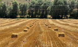 Buğday hasadından kalan saman, hayvanlara yem olacak