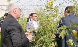 Bayburt'ta öğrenciler okul bahçesinde yetiştirdikleri sebzeleri hasat etti